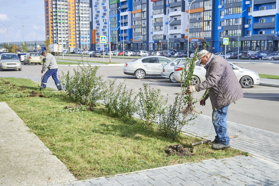 Озеленение Города Спутника продолжается